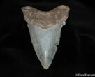 Very Large Angustiden Shark Tooth - Inches #100-1
